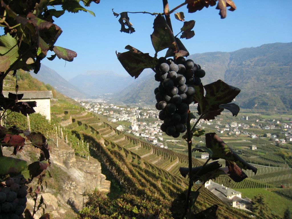 Altavilla Locanda E Tipica Trattoria Bianzone Ngoại thất bức ảnh